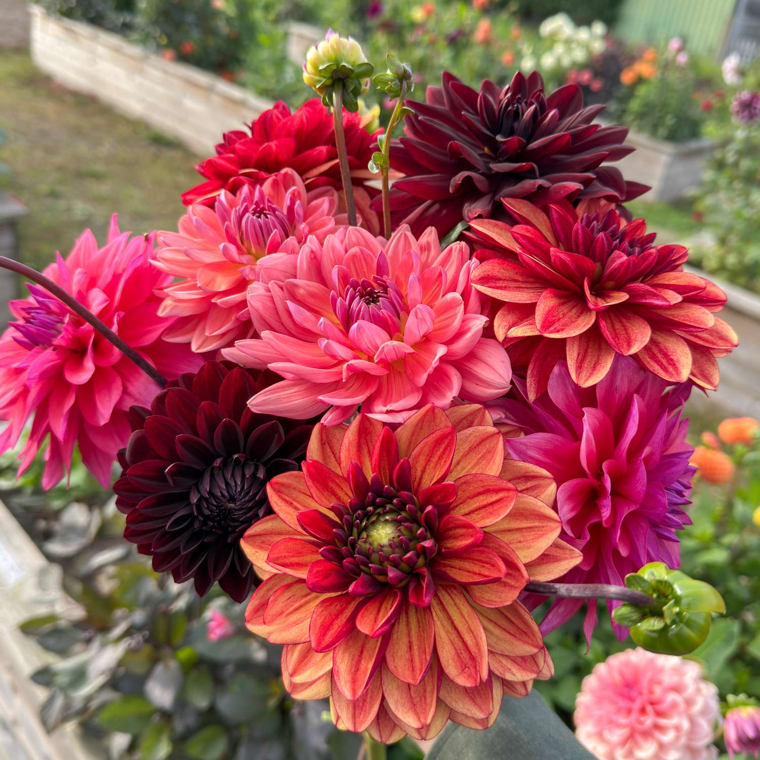 Dahlien - Kollektion 'Autumn Dreams' - Dahlia